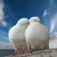 dreamstime_xxl_1051215067